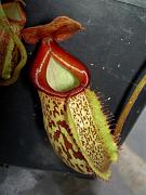 Nepenthes [maxima  x (x mixta )] x talangensis 1